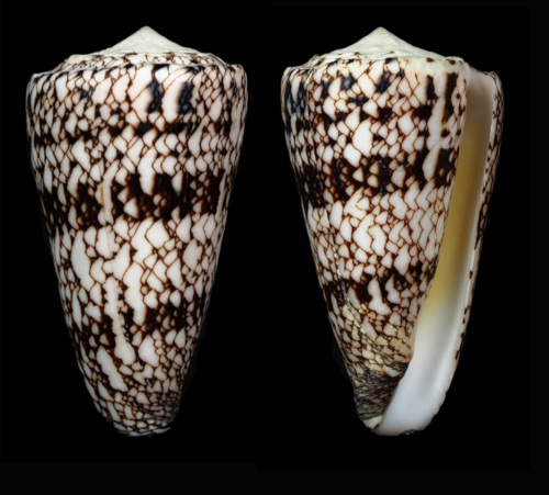 Nicobar Cone (Subspecies Conus araneosus nicobaricus) · iNaturalist