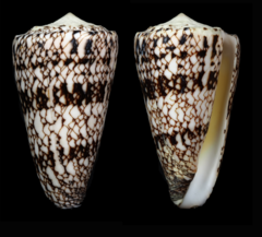 Conus araneosus