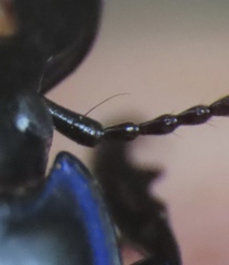 Pasimachus punctulatus