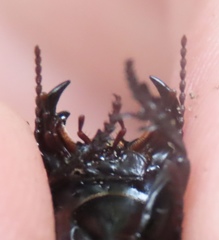 Pasimachus punctulatus