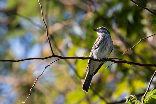 Variegated Flycatcher