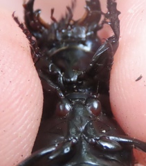 Pasimachus punctulatus