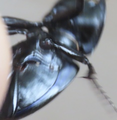 Pasimachus punctulatus