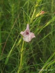 Parasopubia delphiniifolia
