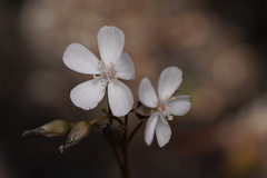 Drosera platypoda