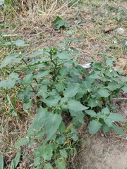 Solanum nigrum