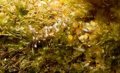 Phyllodesmium macphersonae