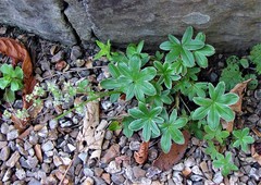 Alchemilla conjuncta