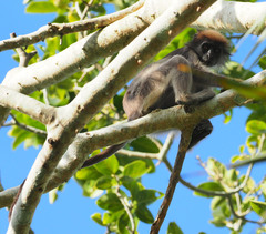 Tana River Red Colobus photo 3