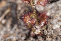 Drosera platypoda