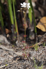 Drosera platypoda
