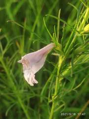 Parasopubia delphiniifolia