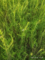 Parasopubia delphiniifolia