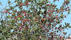Crataegus canadensis