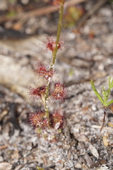 Drosera platypoda