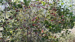 Crataegus canadensis