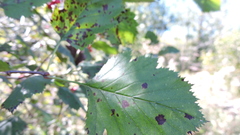 Crataegus canadensis