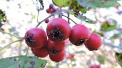 Crataegus canadensis