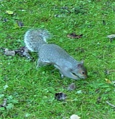 Sciurus carolinensis