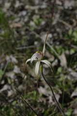 Caladenia denticulata