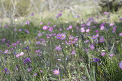 Rhodanthe manglesii