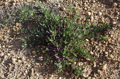 Carpobrotus modestus