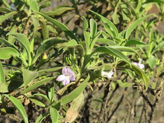 Eremophila freelingii