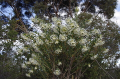 Pimelea floribunda