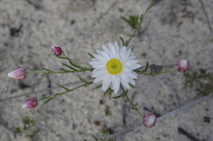 Hyalosperma cotula