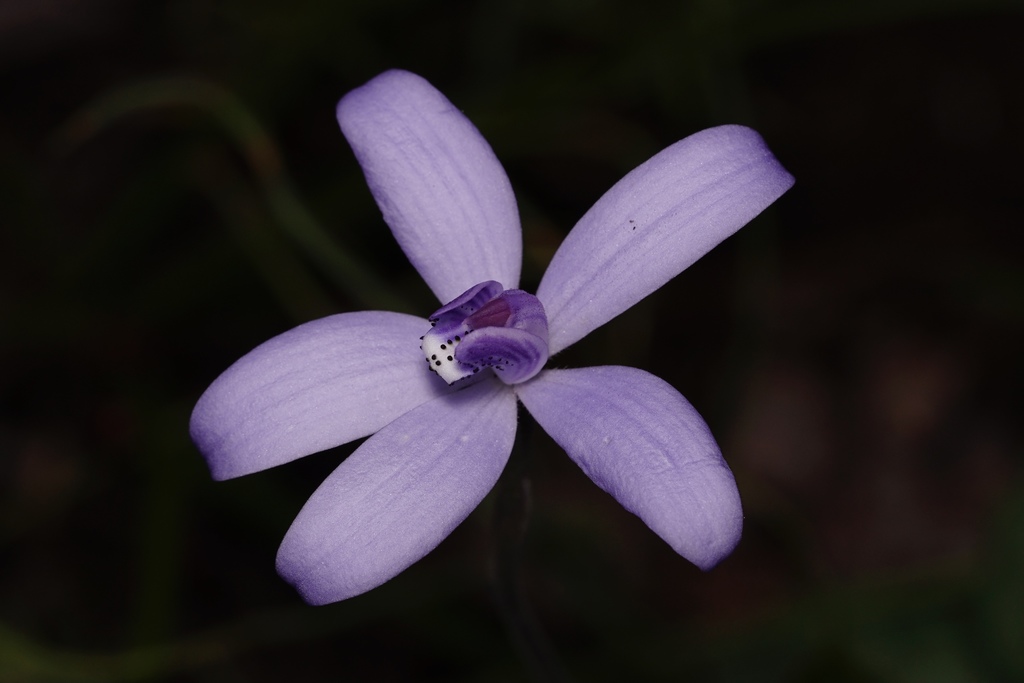 Silky Blue Orchid