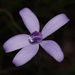Cyanicula sericea - Photo 由 Dustyn and Catherine 所上傳的 (c) Dustyn and Catherine，保留部份權利CC BY-NC