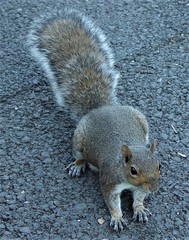 Sciurus carolinensis