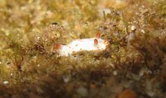 Verconia simplex