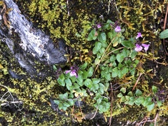 Clinopodium laxiflorum