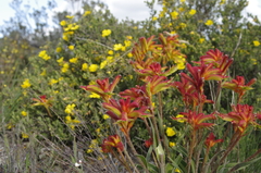 Anigozanthos humilis humilis
