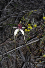 Caladenia lorea