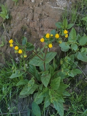Calceolaria glandulosa