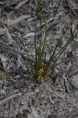 Lomandra caespitosa