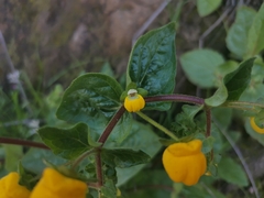 Calceolaria glandulosa