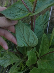 Calceolaria glandulosa