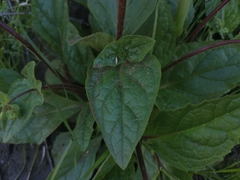 Calceolaria glandulosa