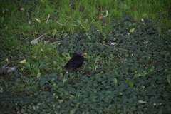 Turdus merula