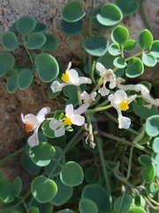 Sarcocapnos enneaphylla