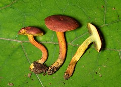 Boletus harrisonii