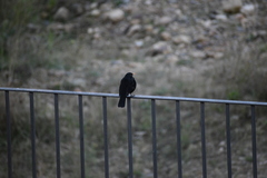 Turdus merula