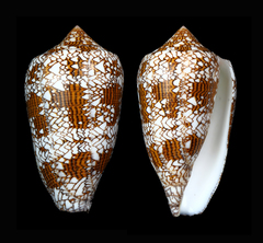 Conus archiepiscopus