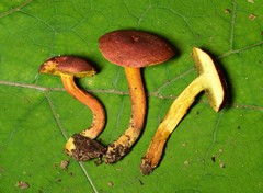 Boletus harrisonii