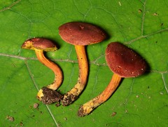 Boletus harrisonii