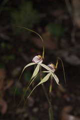 Caladenia × cala