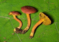 Boletus harrisonii